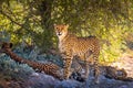 Three cheetahs in the Etosha National Park