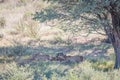 Three Cheetahs feeding on a Springbok kill. Royalty Free Stock Photo