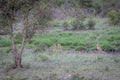 Three Cheetahs hiding in a drainage line
