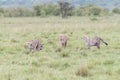 Three cheetahs on a hunt Royalty Free Stock Photo