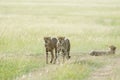 Three cheetahs at Masai Mara Game Reserve,Kenya