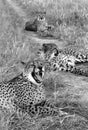 Three cheetahs - Namibia Royalty Free Stock Photo