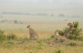 Three cheetahs resting near bush at Masai Mara, Kenya Royalty Free Stock Photo