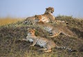 Three cheetahs in the savannah. Kenya. Tanzania. Africa. National Park. Serengeti. Maasai Mara. Royalty Free Stock Photo