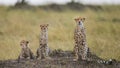 Three cheetahs in the savannah. Kenya. Tanzania. Africa. National Park. Serengeti. Maasai Mara. Royalty Free Stock Photo