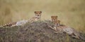 Three cheetahs in the savannah. Kenya. Tanzania. Africa. National Park. Serengeti. Maasai Mara. Royalty Free Stock Photo