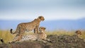 Three cheetahs in the savannah. Kenya. Tanzania. Africa. National Park. Serengeti. Maasai Mara.