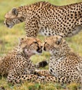 Three cheetahs in the savannah. Kenya. Tanzania. Africa. National Park. Serengeti. Maasai Mara. Royalty Free Stock Photo