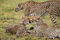 Three cheetahs in the savannah. Kenya. Tanzania. Africa. National Park. Serengeti. Maasai Mara.