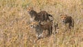 Three cheetahs in the savannah. Kenya. Tanzania. Africa. National Park. Serengeti. Maasai Mara. Royalty Free Stock Photo