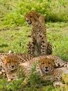 Three cheetahs in the savannah. Kenya. Tanzania. Africa. National Park. Serengeti. Maasai Mara. Royalty Free Stock Photo