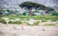 Three cheetahs are sitting in the grass Royalty Free Stock Photo