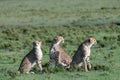 Cheetah coalition in the Maasai Mara