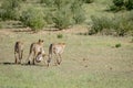 Three Cheetahs on a Springbok kill. Royalty Free Stock Photo