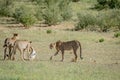 Three Cheetahs on a Springbok kill. Royalty Free Stock Photo