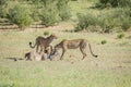 Three Cheetahs on a Springbok kill. Royalty Free Stock Photo