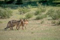 Three Cheetahs on a Springbok kill. Royalty Free Stock Photo