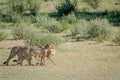 Three Cheetahs on a Springbok kill. Royalty Free Stock Photo
