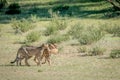 Three Cheetahs on a Springbok kill. Royalty Free Stock Photo
