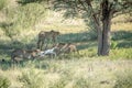 Three Cheetahs on a Springbok kill. Royalty Free Stock Photo