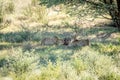 Three Cheetahs on a Springbok kill. Royalty Free Stock Photo