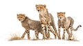 Three cheetahs standing on dry grass, alert and focused, against a plain white background Royalty Free Stock Photo