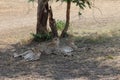 Three cheetahs under a tree Royalty Free Stock Photo