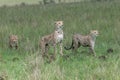 Three Cheetahs walking through the grass Royalty Free Stock Photo
