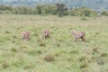Three cheetahs walking in the Savannah Royalty Free Stock Photo