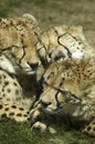 Three cheetahs washing each other