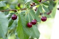 Three cherries on the branch close up. Cherry tree at the crop time fruits Royalty Free Stock Photo
