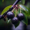 three cherries on a branch with water droplets on them