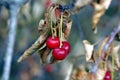Three cherries on a dry branch of a tree with leaves Royalty Free Stock Photo