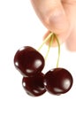 Three Cherries in a Hand Royalty Free Stock Photo
