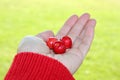 Three cherries in hand Royalty Free Stock Photo