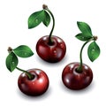 Three cherries isolated on white background. Royalty Free Stock Photo