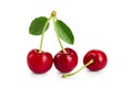 Three cherries with leaf closeup isolated on white background Royalty Free Stock Photo