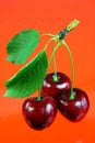 Three cherries with leafs.