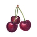 Three cherries with stems isolated on white, hand-painted watercolor illustration with realistic texture, fresh fruit Royalty Free Stock Photo