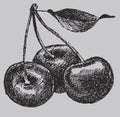 Three cherry and leaf hand drawing. Berry drawing . Engraved style illustration