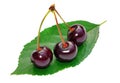 Three cherry on a leaf isolated