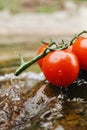 three cherry tomatoes resting on the edge of a river with water splashing on it Royalty Free Stock Photo
