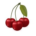 Three cherrys with a leaf, isolated vector illustration. Realistic berries Royalty Free Stock Photo