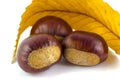 Three chestnuts with a leaf
