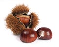 Three chestnuts and curly chestnut Royalty Free Stock Photo