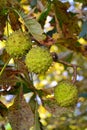 three chestnuts hang on a green tree Royalty Free Stock Photo