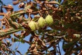Three chestnuts on a horse chestnut tree Royalty Free Stock Photo