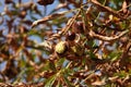 Three chestnuts on a horse chestnut tree Royalty Free Stock Photo