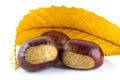 Three chestnuts with a leaf