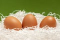 Three chicken brown eggs with white paper nest and green background for easter macro Royalty Free Stock Photo